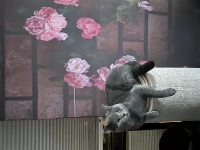 British Shorthair Erkek Kısır Çipli