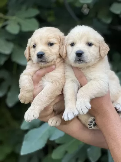 Golden Retriever Yavruları