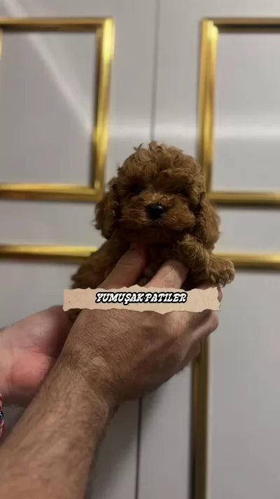 Sevimli İrk Kore Poodle