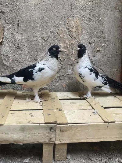 1 Çift Bozalı 1 Adet Dolapçı Güvercin