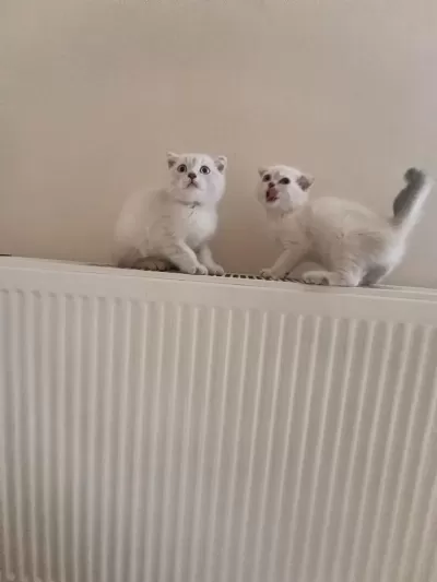 Dişi Safkan Ayıcık Surat Bebek Kediler