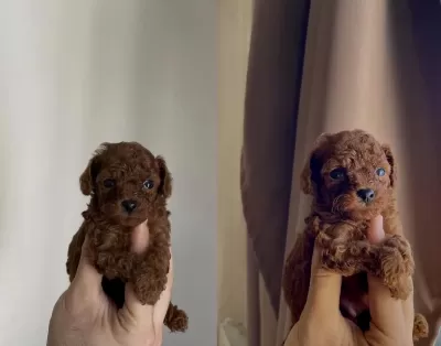 Orjinal Red Brown Poodle