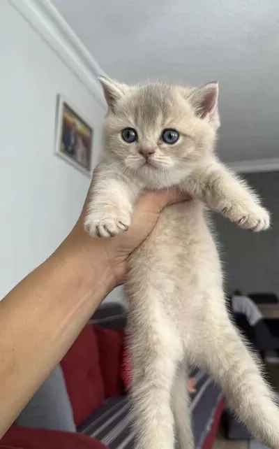 Güneş British Shorthair Kızım