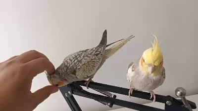 Erkek Ve Dişi Ele Alışkın Sultan Papağanı