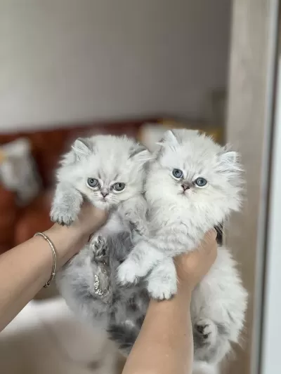 İnsan Canlisi British Longhair Blue Point Yavrum