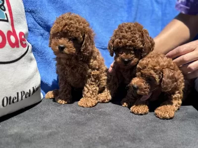 Petmode Köpek Çiftliğinde Ziyarete Açık Kore Toy Poodle