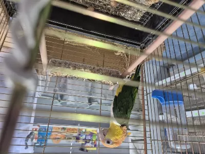 Harika Full Evcil Caique