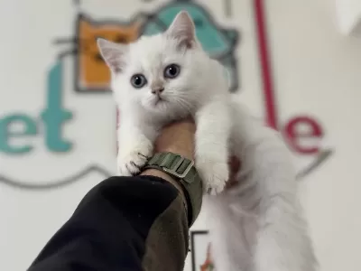 Yasal Ruhsatlı Çiftlikden British Shorthair Yavrularımız