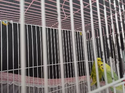 Takım Muhabbet Kuşu Anne Baba Hazır