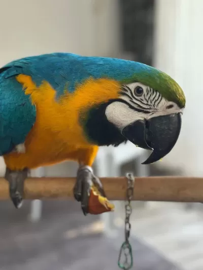 Belgeli Kayıtlı A Kalite Macaw