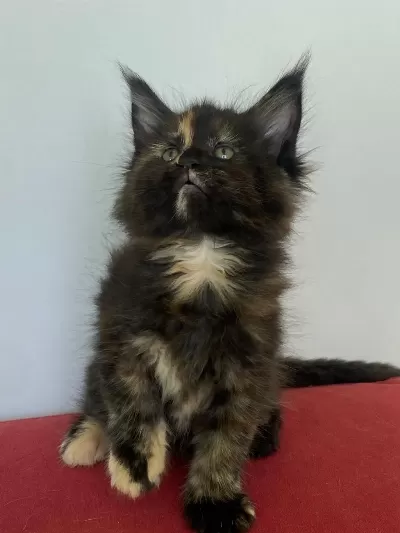 Maine Coon Dişi Tortie Üst Kaliteli