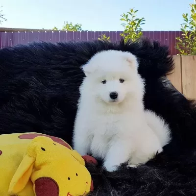 Pamuk Gibi Samoyed Yavrulari