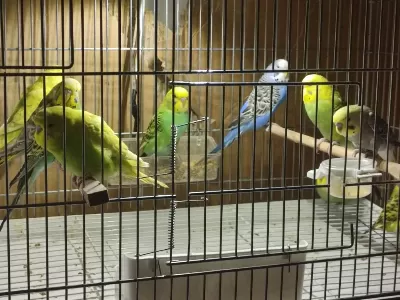 10 Yavru Muhabbet Kuşu Ve 3 Takım Eş Toptan
