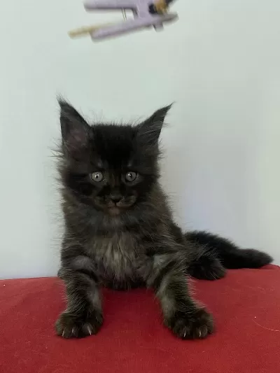 Maine Coon Black Smoke Erkek Yavru