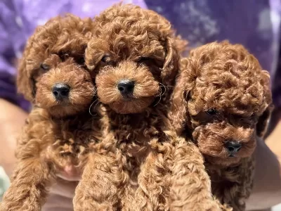 Ankaranın En Seçkin Minyatür Poodle Yavruları