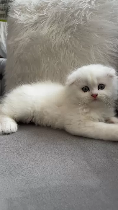 Ailenize Yeni Bir Dost Kediniz Olsun