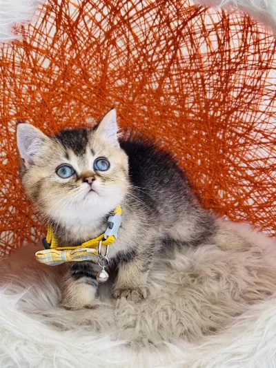 British Shorthair Black Golden Yavru
