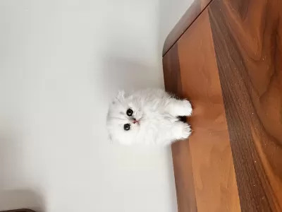 Kendi Kedimizin Yavruları