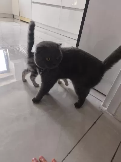 Acil Ücretsiz Scottish Fold Sahiplendirme