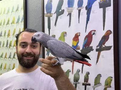 Üst Düzey Konuşan Evcil Eğitimli Jako Papağani