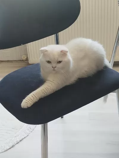 Beyaz Scottish Fold Erkek