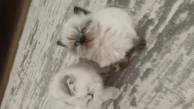 Mavi Gözlü British Longhair Prenses