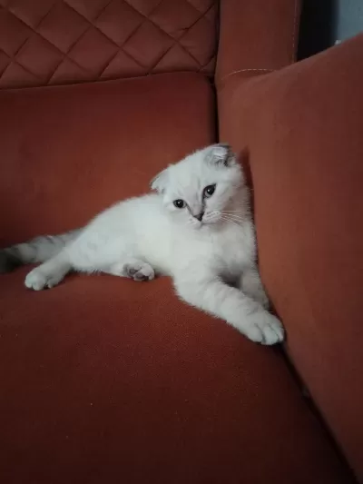 Kirik Kulak Dişi Kedimiz Yeni Sahibini Bekliyor