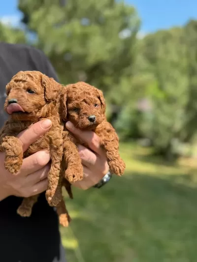 Evinizin Neşesi Poodle Yavrular