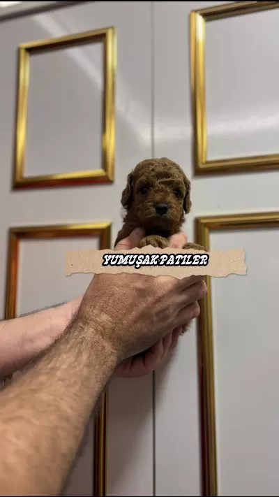 Harika Orjinal Kore Poodle