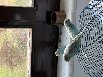 Yeni Yeme Düşmüş Yavru Muhabbet Kuşları