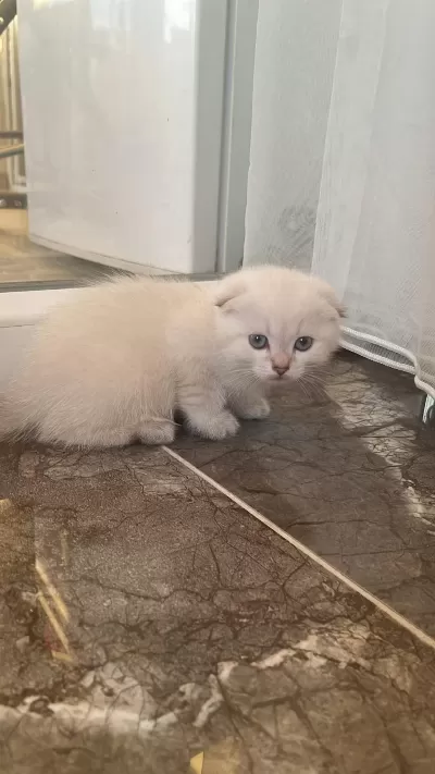 Scottish Fold Paşam Ve Prenses Hazir