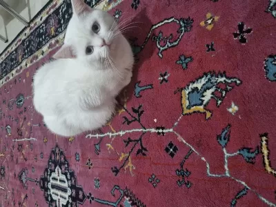 Ücretsiz British Shorthair Acil Yuva