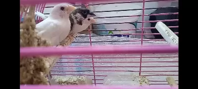 Yavru Makineleri Bengal İspinoz Finch