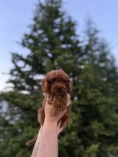 Aşili Poodle Kore Teacup Red Brown Yeni Yuvasina Hazir
