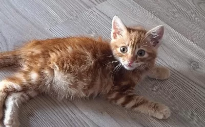 Oyuncu Erkek 2 Aylik Maskot Yavru Kedimiz