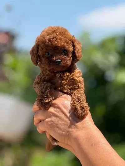Büyümeyen Korsa Poodle Bebeklerimiz