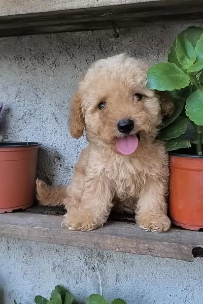 Harika Erkek Poodle