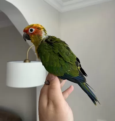 Jenday Konur Papağani El Besleme