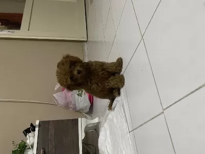 İrk Ve Sağlık Garantili Kore Poodle Yavru