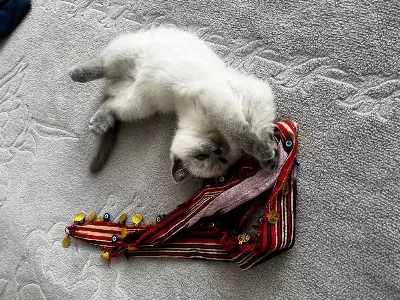 Scottish Fold Bal Köpüğüme Yuva Arıyoruz