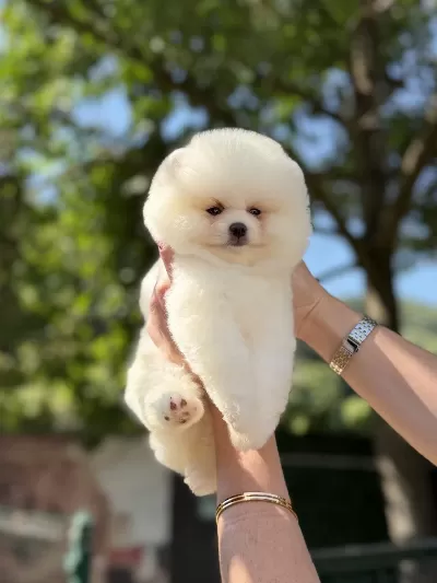 Üst Düzey Ayicik Pomeranian Boo