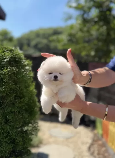 Kusursuz Karbeyaz Biblo Dişi Pomeranian