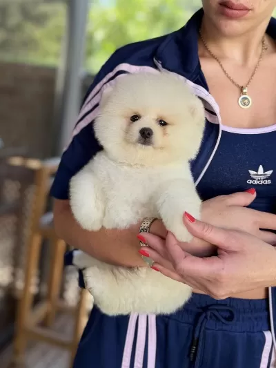 Show Kalite Erkek Pomeranian Boo