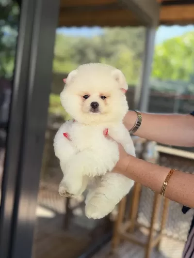 Üst Düzey Show Kalite Pomeranian Boo