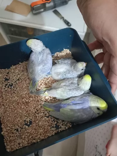 Orjinal Rainbow Muhabbet Kuşu Yavrular