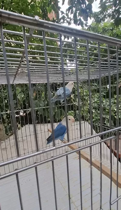 Cennet Papağanı Takım