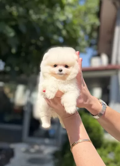 Pomeranian Boo Dişi Köpeğimiz