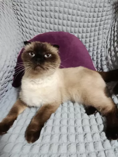 Sahiplendirme Kedimiz Aşı Ve Kimliği Mevcut Sıcak Kanlıdır