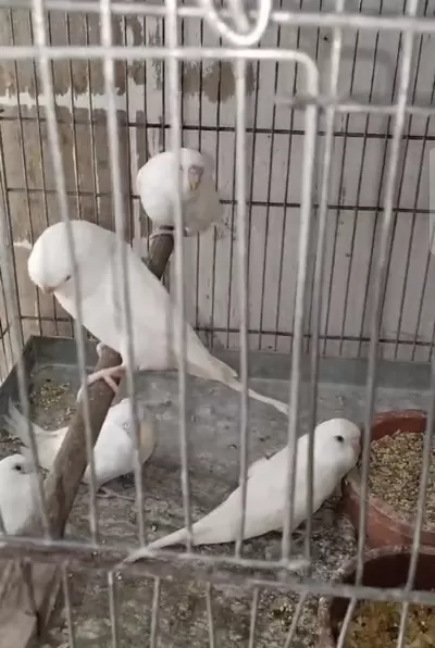 Harika Yavru Muhabbet Kuşu