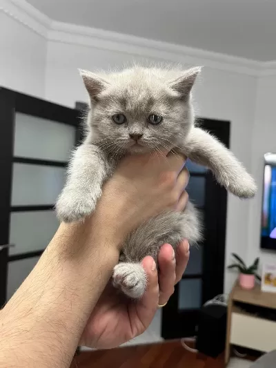 British Shorthair Yavrularım